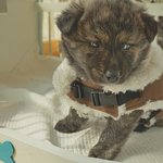 탄이/진도견/남아/2개월    *호피<b>무늬</b>가 매력적인 아이.