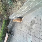 [댓글부탁해] 고양이 너무 귀엽지 않냐