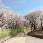[댓글부탁해] 얘<b>드랑</b> 울 학교 벚꽃 이쁘지 않냥