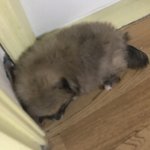 울집 강아지 <b>틈새</b>공략