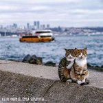 외로운 여행자에게 위로가 된 길냥이