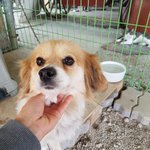 [강아지] 눈망울이 슬픈 아이의 가족이 되어주세요