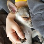 [강아지] 강아지 분양글입니다. 꼭 좀 봐주세요 ㅜㅜ