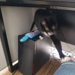 [고양이] 사무실 <b>악덕</b> 주인 6 -미안해ㅜㅠㅠ