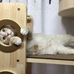 [고양이] [고양이입양준비] 고양이를 반려하기 첫번째 준비 : 마음가짐...