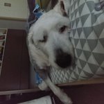 우리집 할머니 동자
