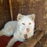 [강아지] 점점 소심해지고 있어요