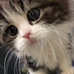 [고양이] 앙드레 공주님 인사드리옵니다!