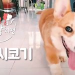 <b>숏다리</b> 매력 최강 _ 웰시코기 편!