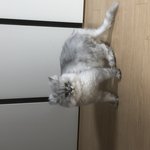 [고양이] <b>솔</b>까 삼<b>찌</b> 귀여워서 기절