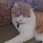 [댓글부탁해] <b>고앵이</b>새끼 ㅈㄴ 뚱뚱함