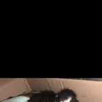 [방탈죄송] 냥줍했어요 도와주세요 ㅠㅠ