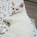 [댓글부탁해] 고양이새끼 치명적인척 <b>요염</b>한척 오진다