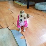 [강아지] 건설현장에서 구조한 로로