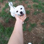 [방탈죄송] 생후 <b>두</b><b>달</b>된 저희댕댕이 보고가세요