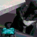 [고양이] 사무실 악독한주인 - 강약약강