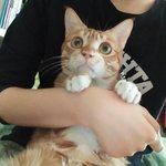 [고양이] 얼굴이 <b>만두</b>같아서 <b>만두</b>인 고먐미야