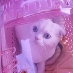 [고양이] 저희 고양이 소개해옹(오늘의톡이라니 +추가요)