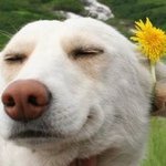 댕댕이로본 나의 일상