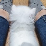 댕댕이?냥이? 추반