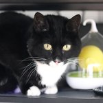 [고양이] 사무실 악독한 주인9-막장상사