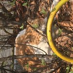 우리집앞 길냥이 <b>츄</b><b>르</b> 사서 줌