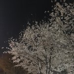 나 내일 혼자 홍대가서 기리보이보러가는데