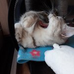[드루와] 울고양이는 누워서<b>하품</b>한다