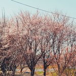 [댓글부탁해] 챔피온 왜이렇게 싸게 팜?