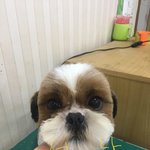 애견미용사분들 애기를 듣고 싶습니다