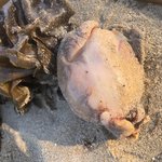 이거무슨생명첸가요? 광안리에서 여러마리 <b>발견</b>함
