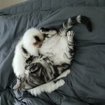 [고양이] 저희집에서 사랑으로 키우는 고양이들