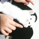 [고양이] 회사고양이 뽀솜이2