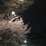 [드루와] 우리 벚꽃사진 배틀 함 뜨자