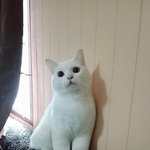 [모두드루와] 장원영 욕먹는 ㄹㅇ 안쓰럽...