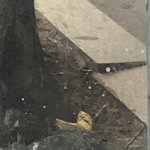 [드루와] 불국중학교다니는<b>판녀</b>있냐