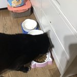 고영이 지랑 같이 <b>부엌</b>에 사료먹으러 가달라고