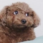 강아지들 눈 신기하지않냠