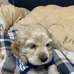 졸귀는 아니지만 귀여운 강아지 똘<b>몽이</b>를 소개할게요^^(저도 자랑한번)