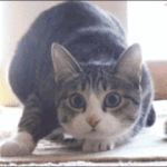 [댓글부탁해] 배달의<b>민족</b>, 요기요 치킨 이벤트 정리