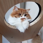 아기냥 <b>호빵</b>이-17