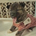 레이/진도견/여아/2개월    *앞발의 흰색<b>무늬</b>가 귀여운 아이예요.