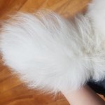 <b>울</b> <b>집</b> 댕댕 꼬리 폭신폭신쓰