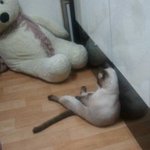 [ㅠㅠ] <b>칭찬</b>받고싶다..,