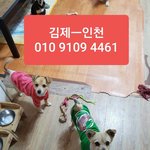 [강아지] <b>김제</b>에서 인천