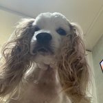 [강아지] //<b>코카</b> 버핏/1/따가운 시선 느껴본적 있나요?