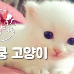 <b>심</b><b>쿵</b> 고양이 !