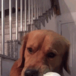 고기보다 더 맛있네ㅋㅋㅋ<b>냠냠</b>