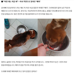 [꼭봐주세요] 복제견 메이를 아시나요??
