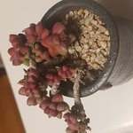 다육이 뒷<b>통수</b>
